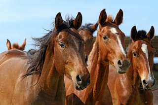 El cuatrerismo de caballos y las vicisitudes del alma criolla