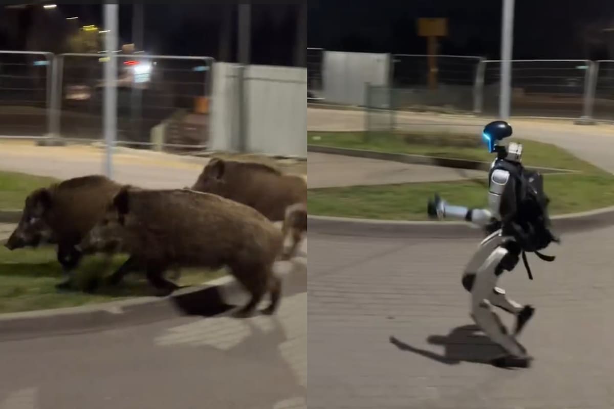 El robot persiguiendo a los jabalies en una zona urbana de Varsovia