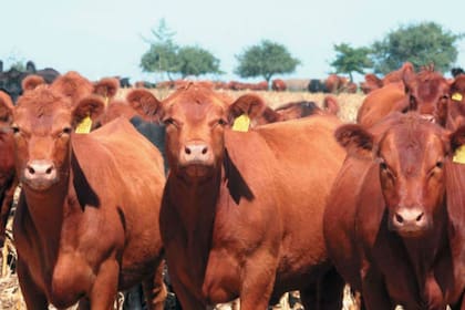 Crece el comercio electrónico en la venta de ganado