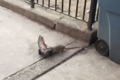 El roedor muerde encarnizadamente al ave, que intenta recuperar su libertad , en un video que se viralizó en las redes y que ya tiene casi cuatro millones de reproducciones