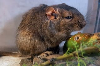 Descubren una nueva especie de mamífero en Córdoba y lo nombraron en honor al Conicet
