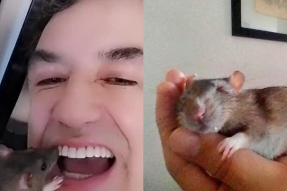 El roedor se convirtió en la compañía fiel del periodista (Foto: Twitter @sergiobarbosach)