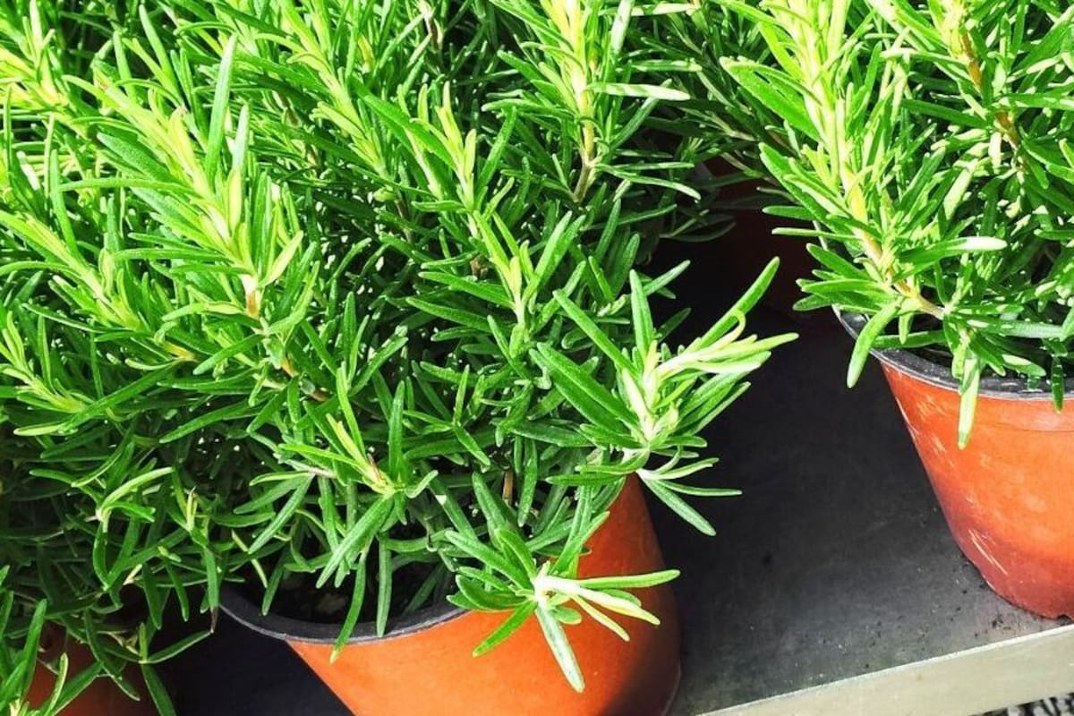 El romero actúa como un escudo protector del hogar al eliminar las energías negativas que pueden influenciarlo