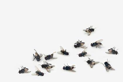 El romero actúa como un repelente natural para eliminar moscas