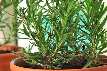 El romero, al igual que otras plantas aromáticas, funcionan como repelente para los caracoles