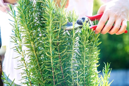 El romero contiene propuedades antioxidantes, antiinflamatorias, antiespasmódicas y diuréticas
