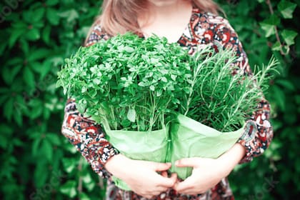 El romero destaca en la medicina natural por su capacidad para potenciar la retención y el foco mental