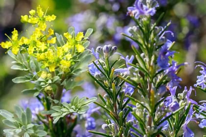 El romero en flor ha sido históricamente asociado con la prosperidad, la protección y la renovación espiritual