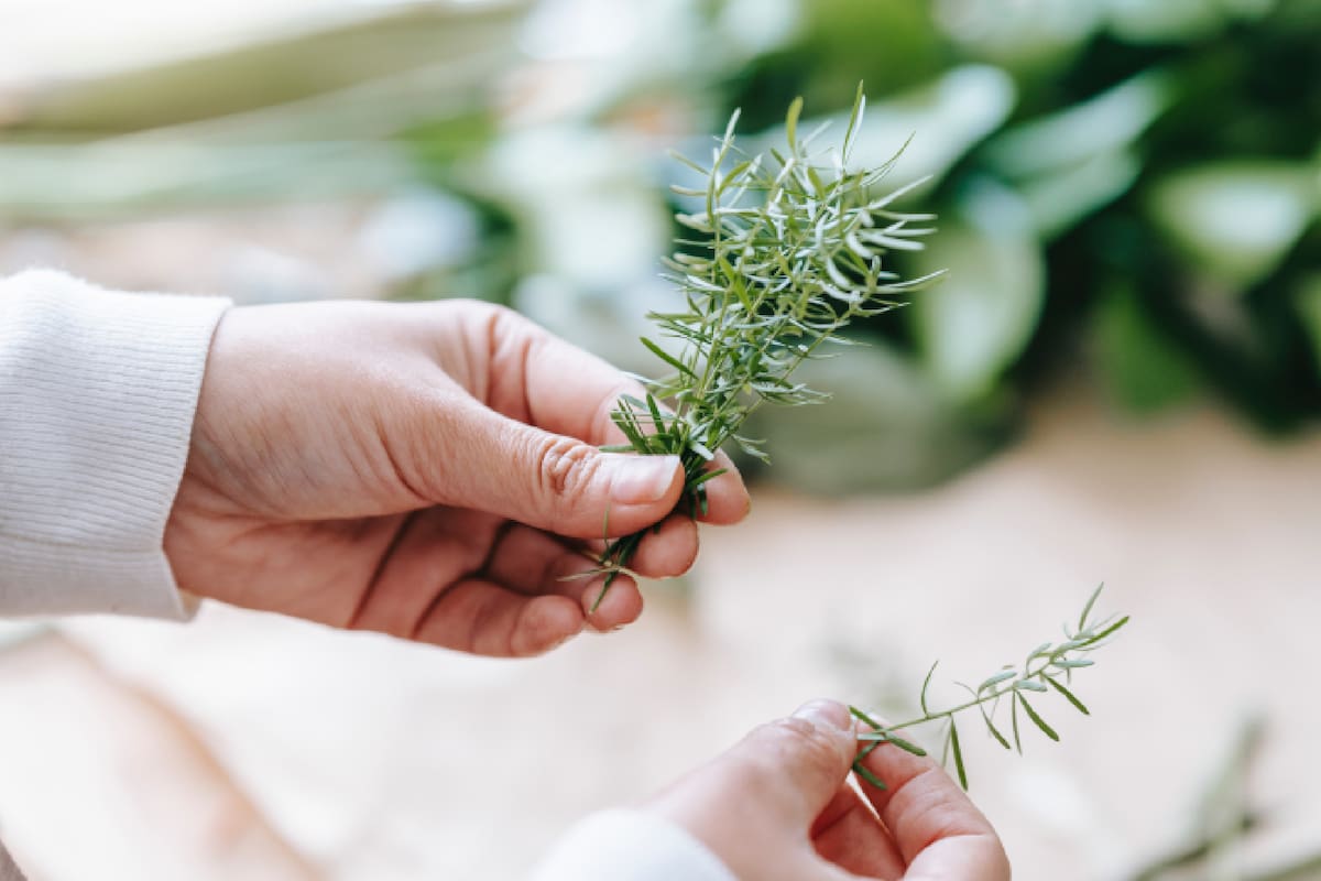 El romero puede ser utilizado en recetas de cocina y sesiones de aromaterapia