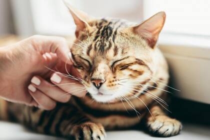 El ronroneo de los gatos no siempre implica serenidad, a veces, también puede ser una demostración de estrés