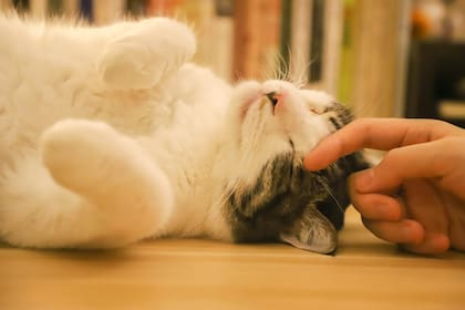 El ronroneo de los gatos, por su poder relajante, puede ayudar a conciliar el sueño en los humanos