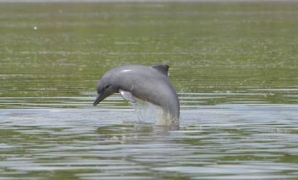El rosado es el delfín de río más grande, con un peso de hasta 185 kg y 2,5 m de longitud en machos adultos
