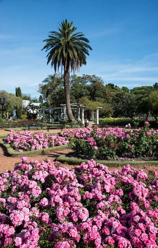 El Rosedal de Palermo alberga unas 8000 plantas de rosas de distintas variedades.