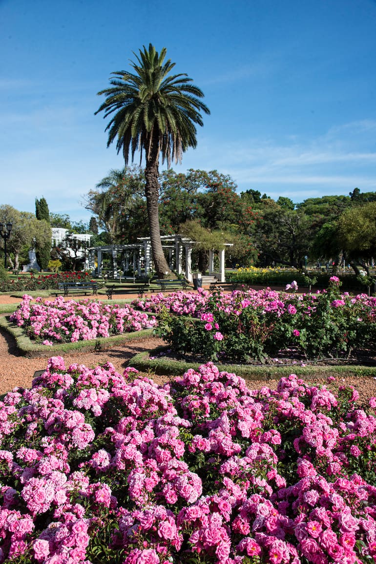El Rosedal de Palermo alberga unas 8000 plantas de rosas de distintas variedades.