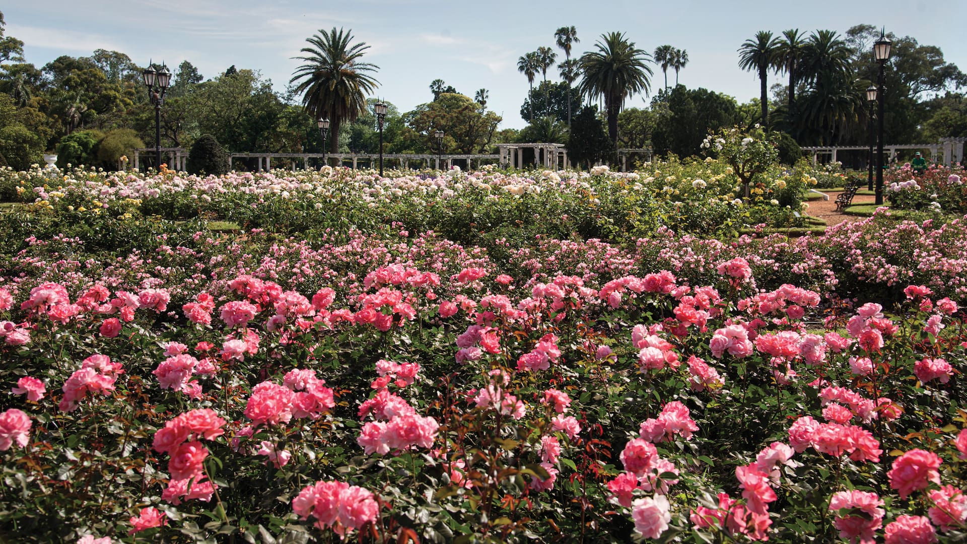 El Rosedal de Palermo alberga unas 8000 plantas de rosas de distintas variedades.