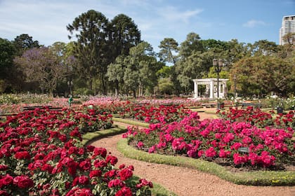 El Rosedal es un emblema del diseño paisajístico porteño y uno de los espacios más visitados del parque 3 de febrero por turistas y vecinos.