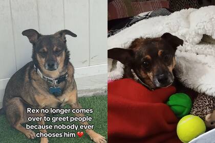 El rostro desconsolado dio paso al de un perrito consentido. (Canva-Savethedogs)