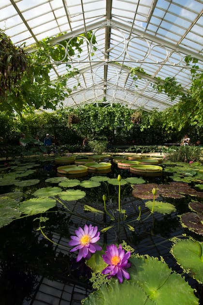 El Royal Botanic Garden de Londres, entre los más destacados del mundo, tiene múltiples estructuras vidriadas para resguardar las especies diversas que protege.