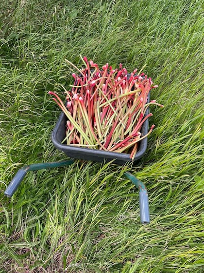 El ruibarbo se produce en Alaska y en la Argentina es habitual encontrarlo en la Patagonia donde se siembra en primavera y se cosecha en verano