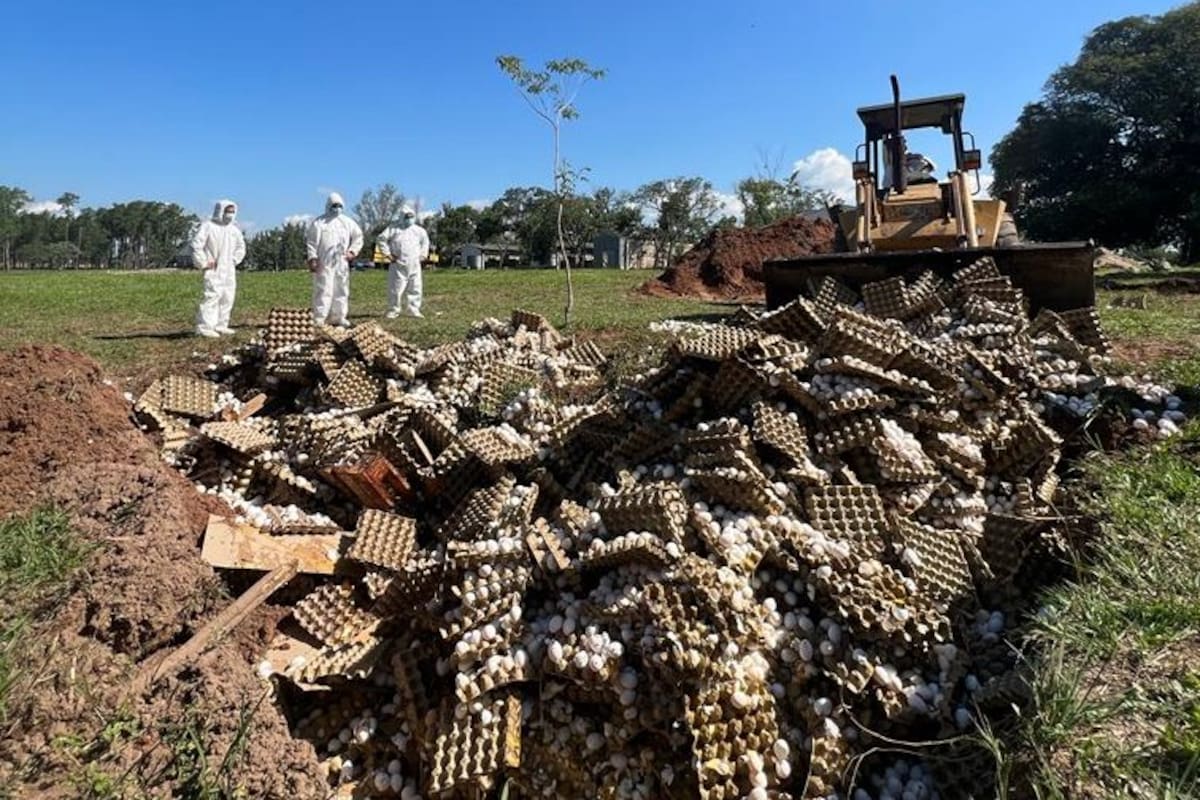 El sábado pasado la firma destruyó 360.000 huevos