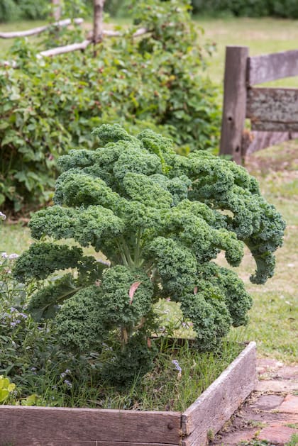 El sabor y la textura del kale mejoran en invierno