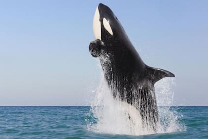 El salto de una orca