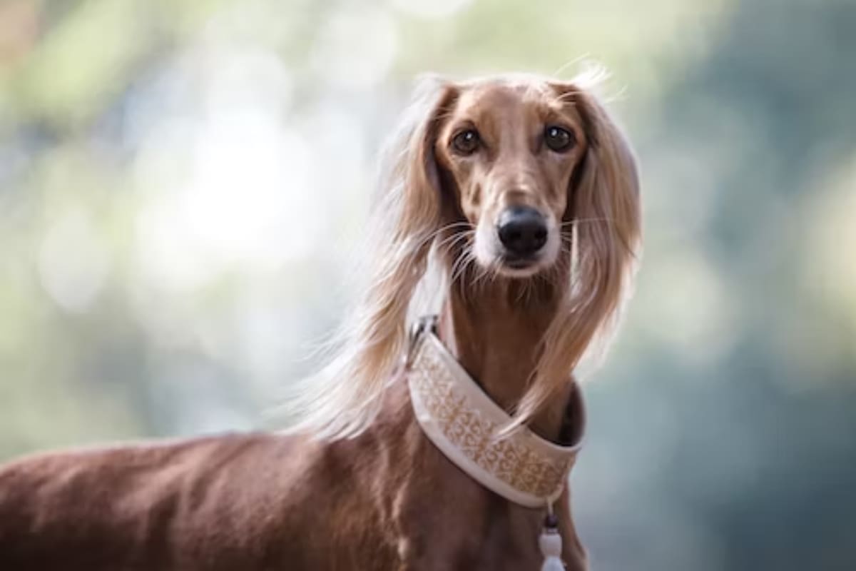 El Saluki es una las razas de perro menos comunes (Foto Unsplash)
