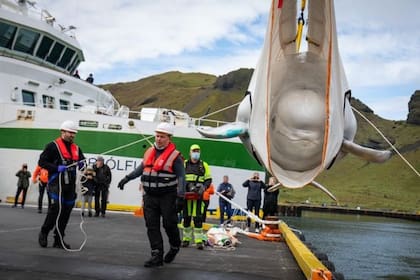 El santuario en islandia espera recibir en el futuro a muchas otras beluga más, ya que se considera que hay unos 300 ejemplares en cautiverio en diferentes lugares del planeta