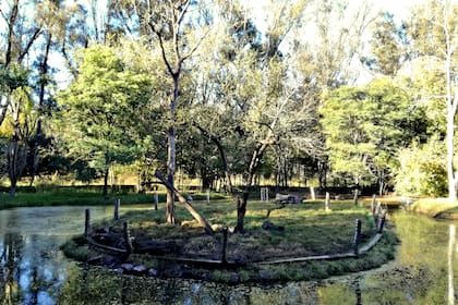 El santuario privado que recoge desde yaguaretés a tigres en la llanura pampeana