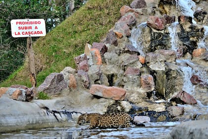 El santuario privado que recoge desde yaguaretés a tigres en la llanura pampeana