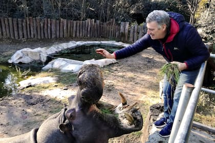 El santuario privado que recoge desde yaguaretés a tigres en la llanura pampeana