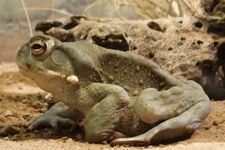 En una casaquinta de Maschwitz, un falso chamán enseñaba a usar un poderoso alucinógeno extraído del sapo bufo