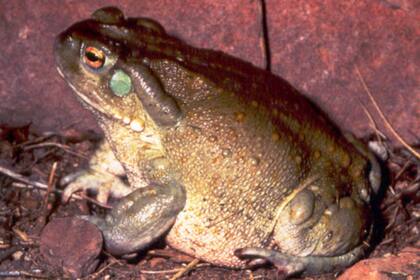 El sapo del desierto de Sonora segrega una sustancia alucinógena que utilizaron en un ritual el actor porno Nacho Vidal y el fotógrafo José Luis Abad, fallecido de un paro cardíaco tras inhalar el veneno