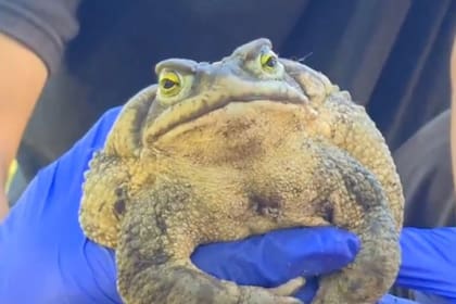 El sapo Rhinella arenarum sorprendió a todo Brasil