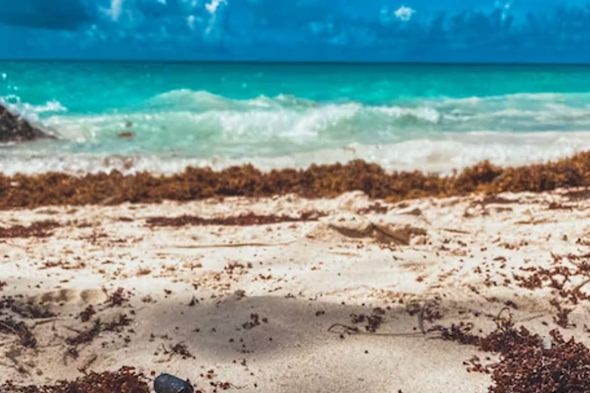 El sargazo es un fenómeno que ocurre año con año; sin embargo, para este 2023 se prevé una temprana y excesiva aparición