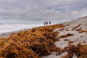 El sargazo es un tipo de alga marina flotante que, si bien forma un ecosistema en mar abierto, en cantidades masivas puede generar problemas ambientales y económicos