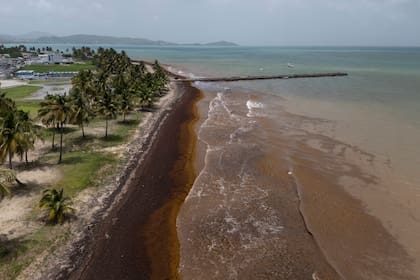 El sargazo es un tipo de alga marina parda de gran tamaño que flota libremente en el océano y forma extensas masas; la temporada de sargazo en el Caribe, incluyendo Cancún y la Riviera Maya, suele ser entre abril y septiembre