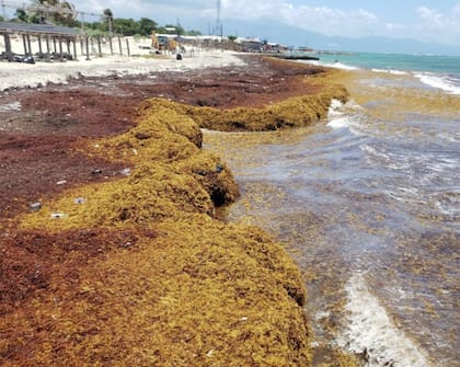El sargazo es una macroalga flotante cuya proliferación se vincula al cambio climático