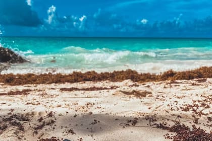 El sargazo se convierte en un problema para la salud pública cuando se estanca en las playas y queda expuesto a los rayos del sol