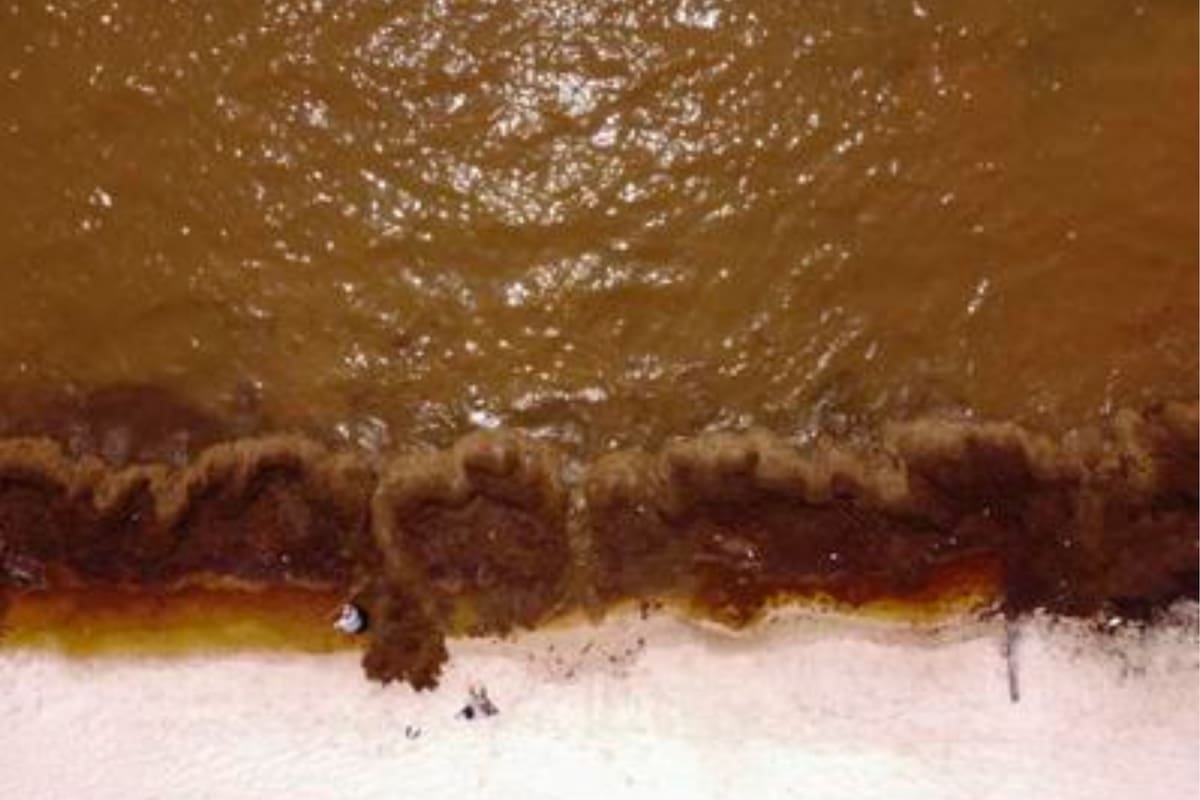 El sargazo ya invade las playas de Quinta Roo, en México, y avanza hacia Estados Unidos