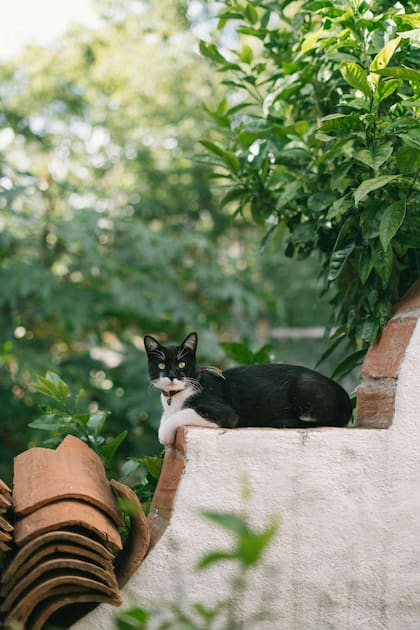 El secreto de la impresionante resistencia felina radica en su habilidad para acomodarse durante la caída