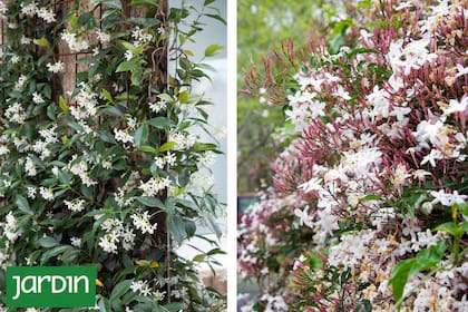 El secreto está en elegir el jazmín que el lugar pide