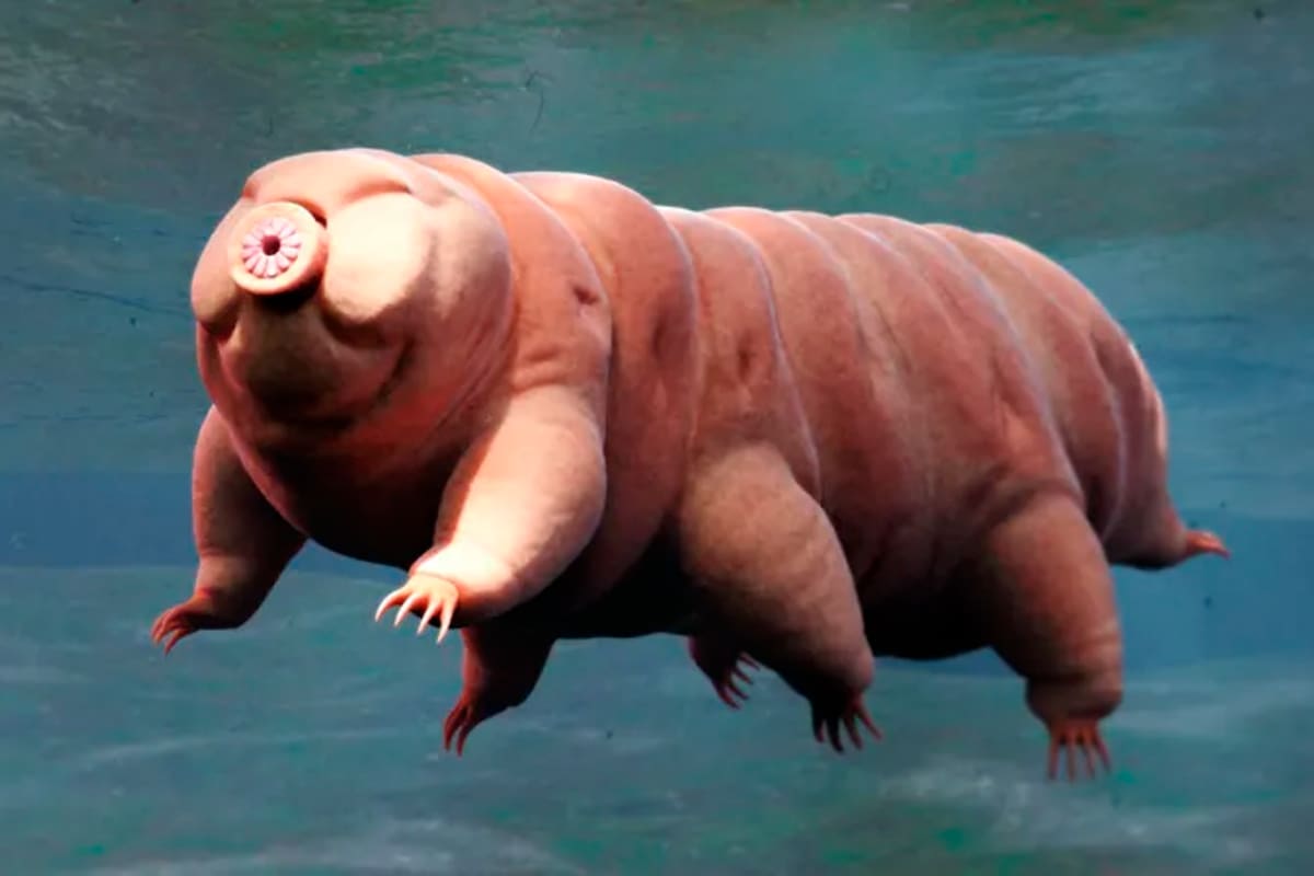 El secreto que hace "indestructibles" a los tardígrados, uno de los animales más resistentes del planeta