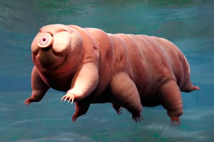 El secreto que hace "indestructibles" a los tardígrados, uno de los animales más resistentes del planeta