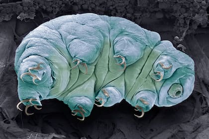 El secreto que hace “indestructibles” a los tardígrados, uno de los animales más resistentes del planeta