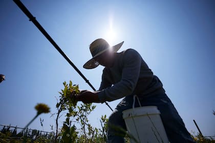 El sector agrícola y de producción de alimentos sería gravemente afectado por la deportación masiva de migrantes