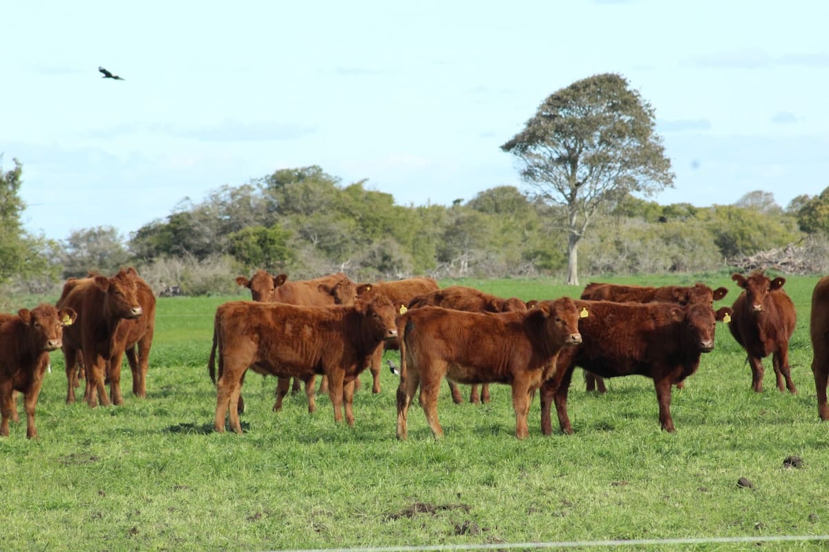 El sector agropecuario advierte que la iniciativa duplica funciones del Senasa, aumenta la burocracia y encarece la actividad; uno de sus autores defendió la propuesta