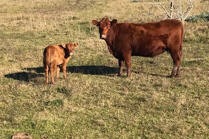 El sector agropecuario continúa siendo uno de los más castigados por la presión impositiva
