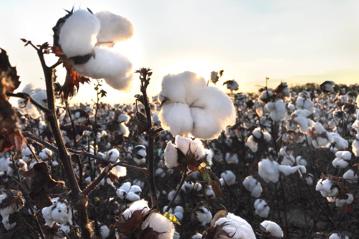 El sector algodonero venía pidiendo ser incluido dentro de la eliminación de las retenciones a las economías regionales