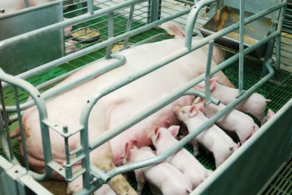 El sector apunta a elevar la productividad